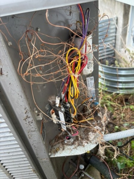 Outdoor AC electrical panel filled with dried vines, cobwebs, and debris around the wiring